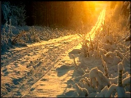 2008m.jpg (33552 bytes)